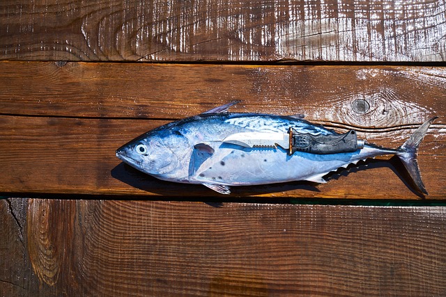 the-fish-3646488_640.jpg